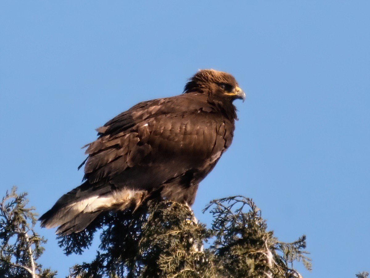 Golden Eagle - ML265829301