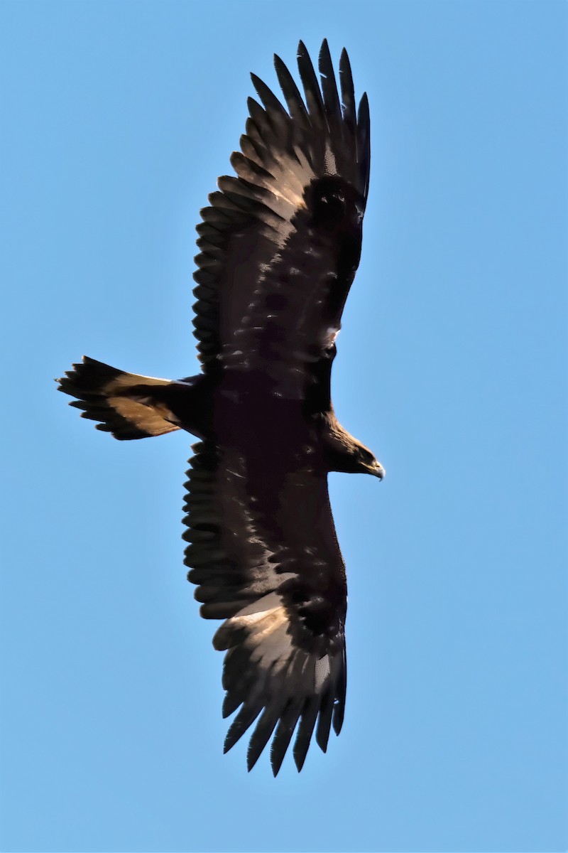 Golden Eagle - ML265829331