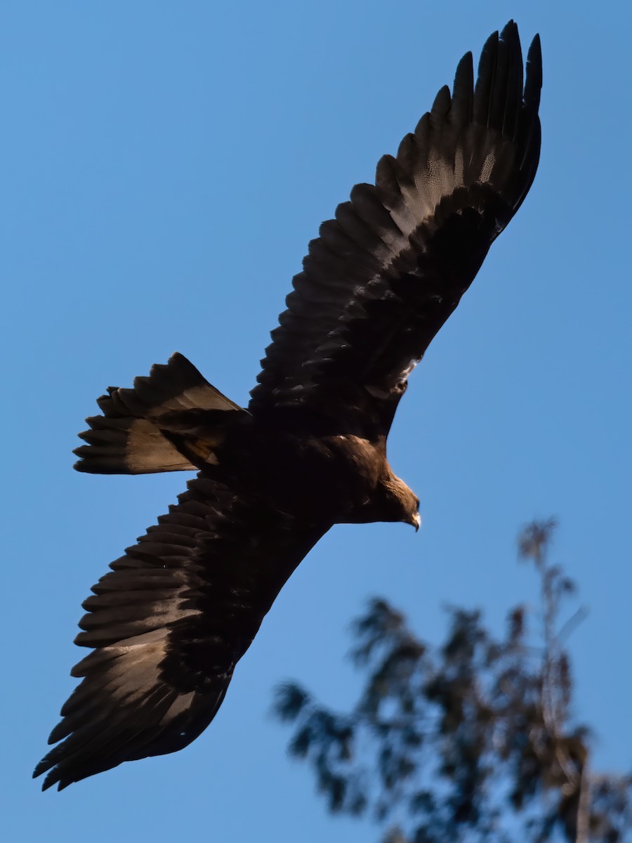 Golden Eagle - ML265829341