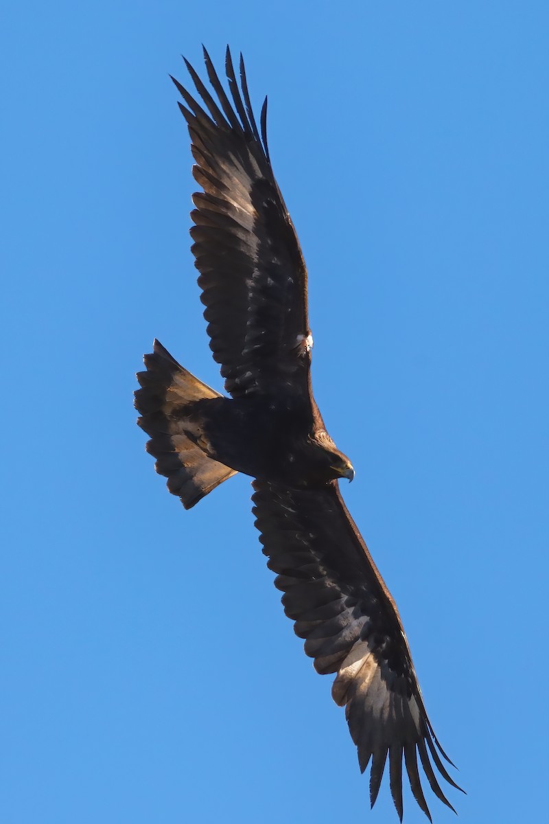 Golden Eagle - Perry Owen