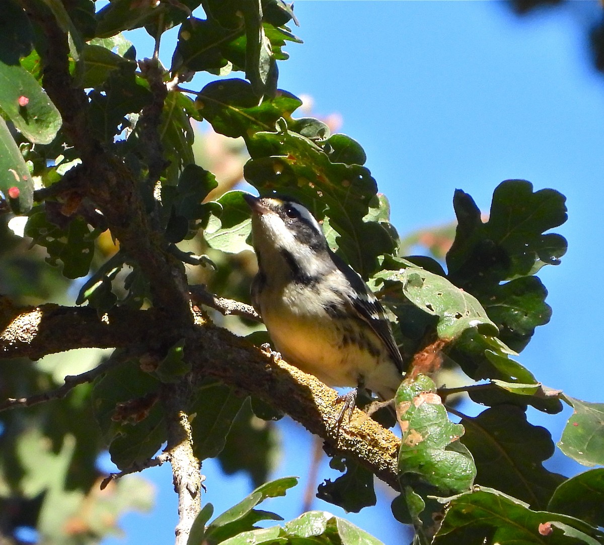 Black-throated Gray Warbler - Pair of Wing-Nuts