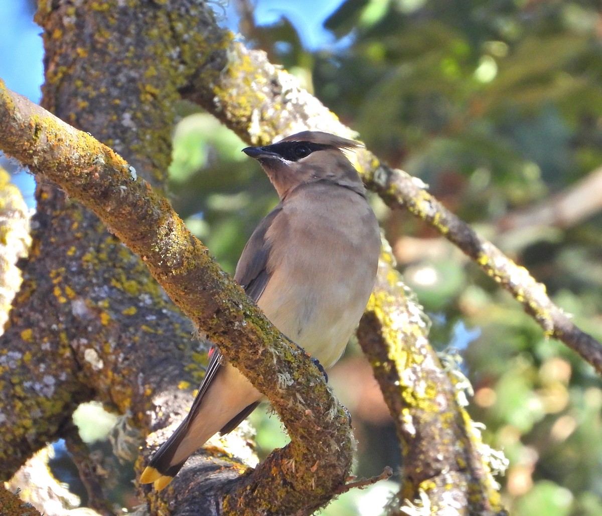 Cedar Waxwing - Pair of Wing-Nuts