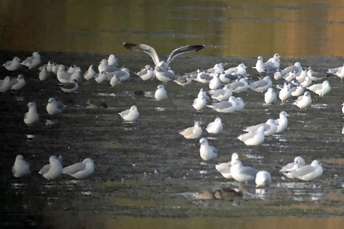 Lesser Black-backed Gull - ML265832371