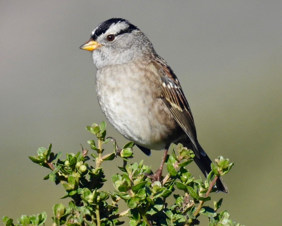 White-crowned Sparrow (Yellow-billed) - Malia DeFelice