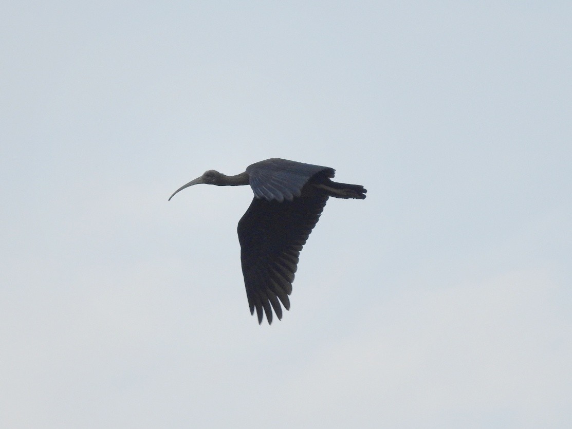 ibis bradavičnatý - ML265837031
