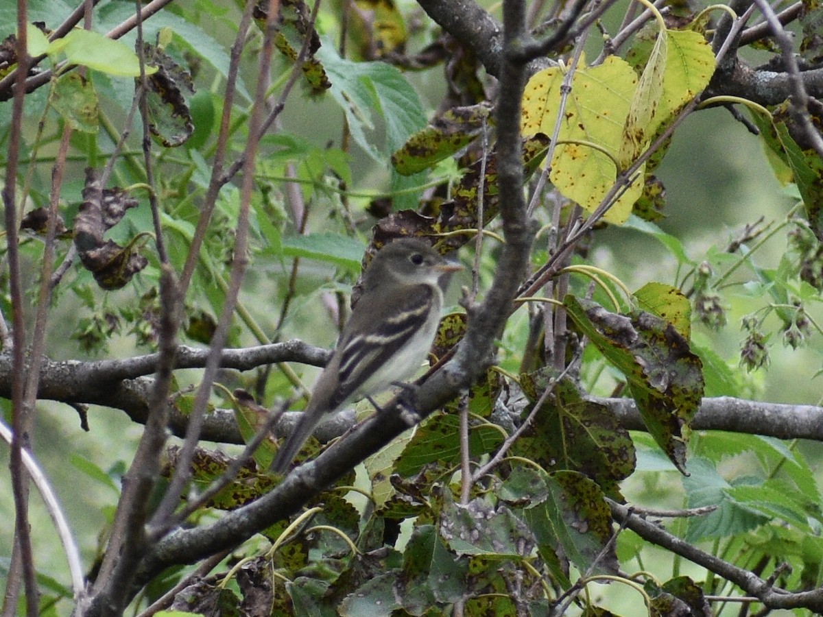 Willow Flycatcher - Patrick McGill