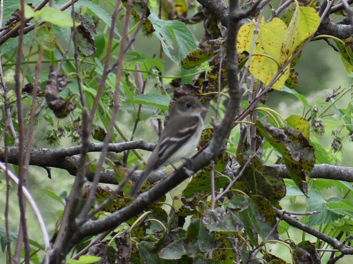 Willow Flycatcher - ML265838461