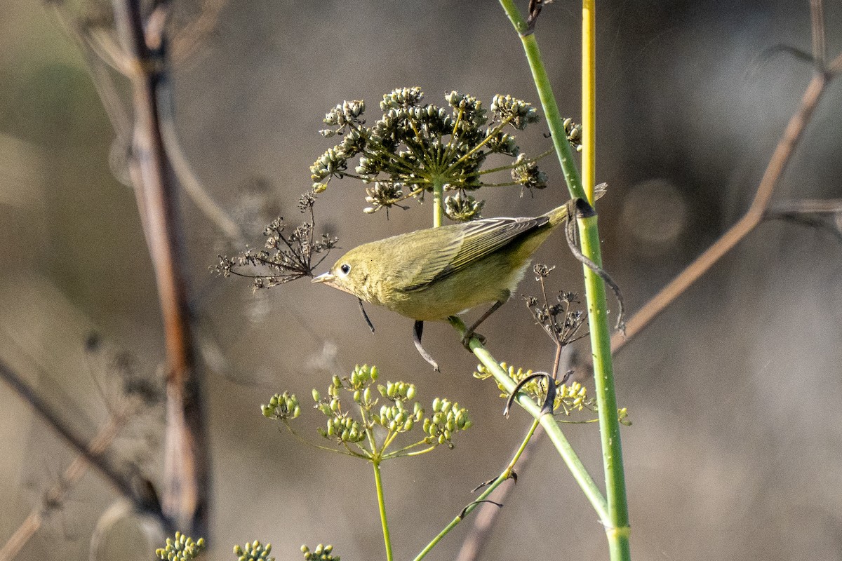 Yellow Warbler - ML265838561