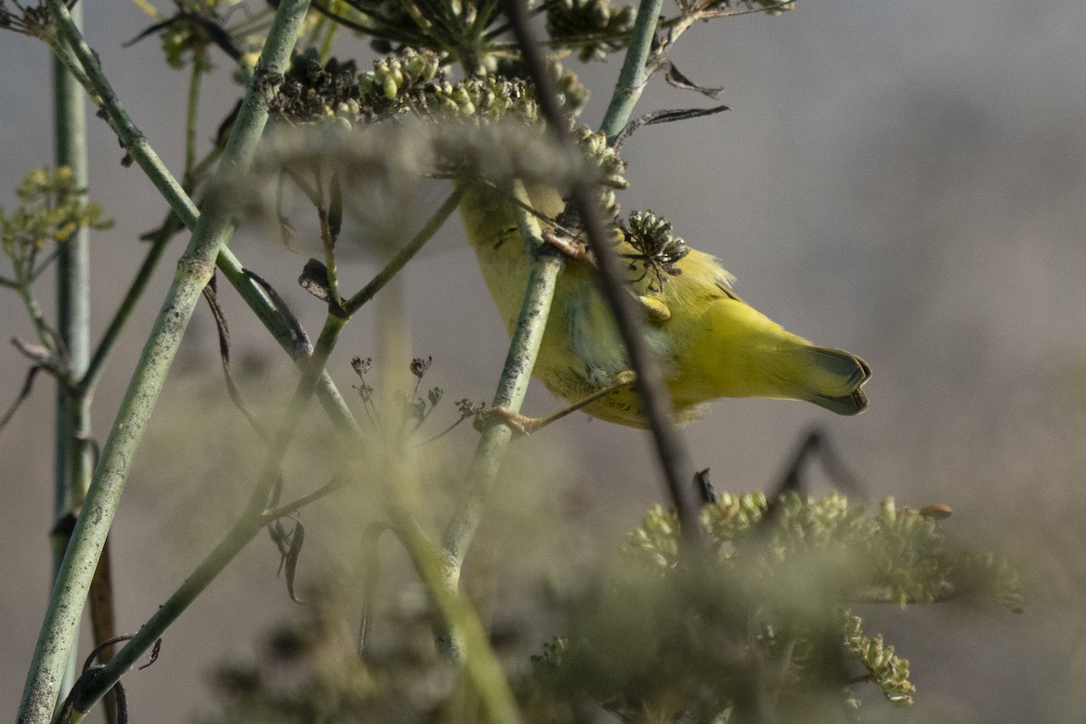 Yellow Warbler - ML265838611