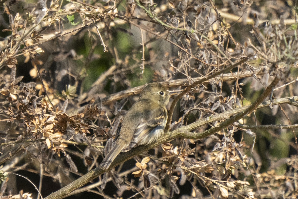 Western Flycatcher (Pacific-slope) - ML265839141