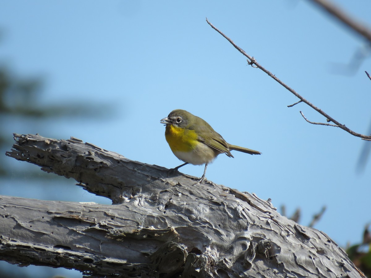 Yellow-breasted Chat - ML265839721