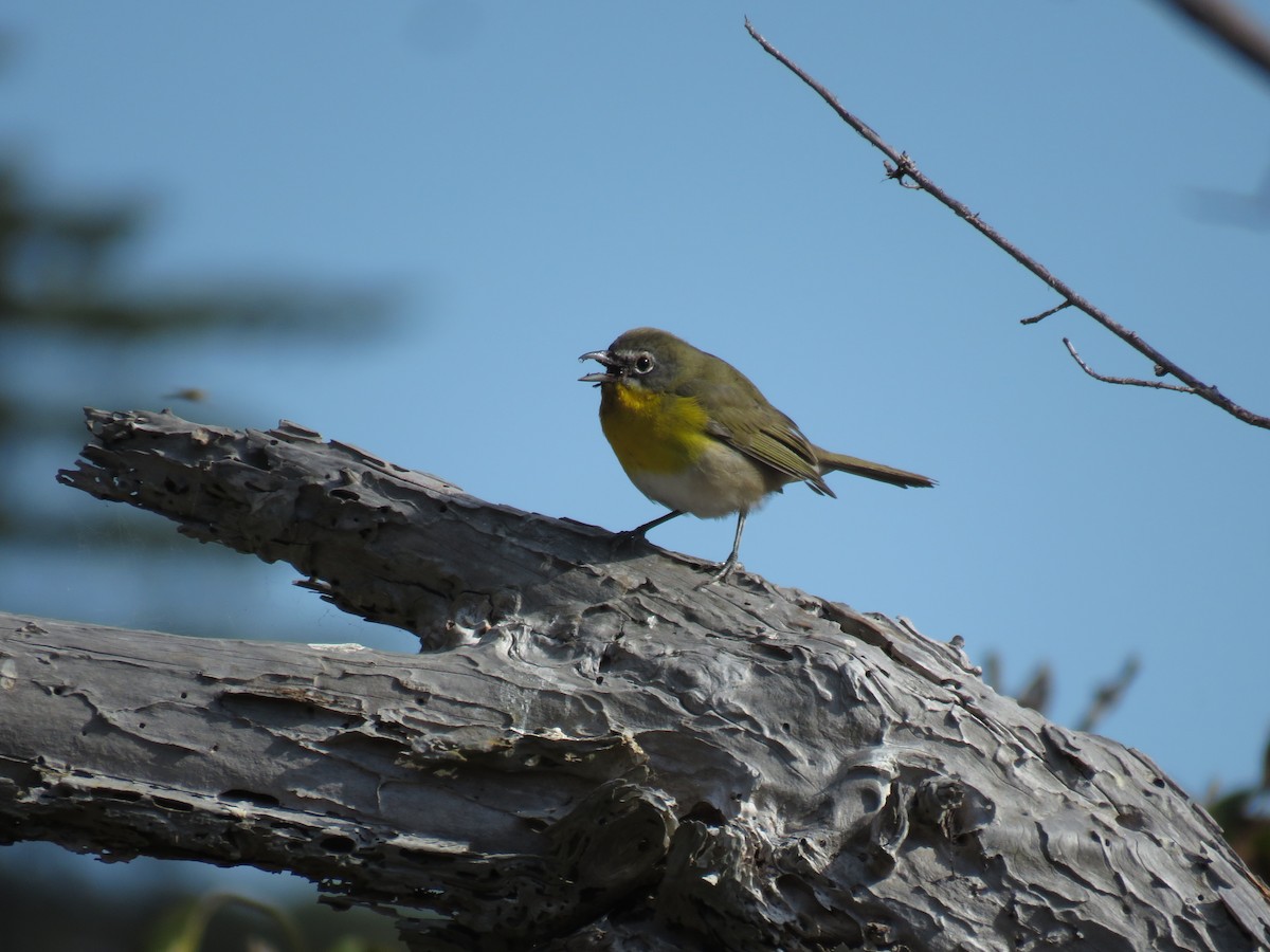 Yellow-breasted Chat - ML265839731