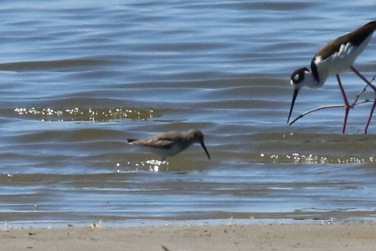 Dunlin - Dan Jones