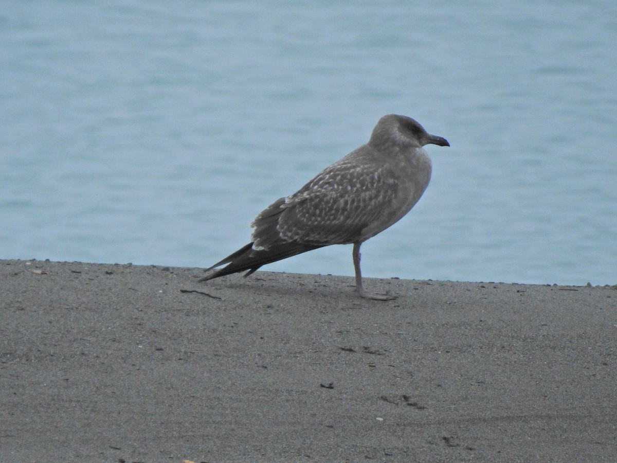 Herring Gull - ML265842971