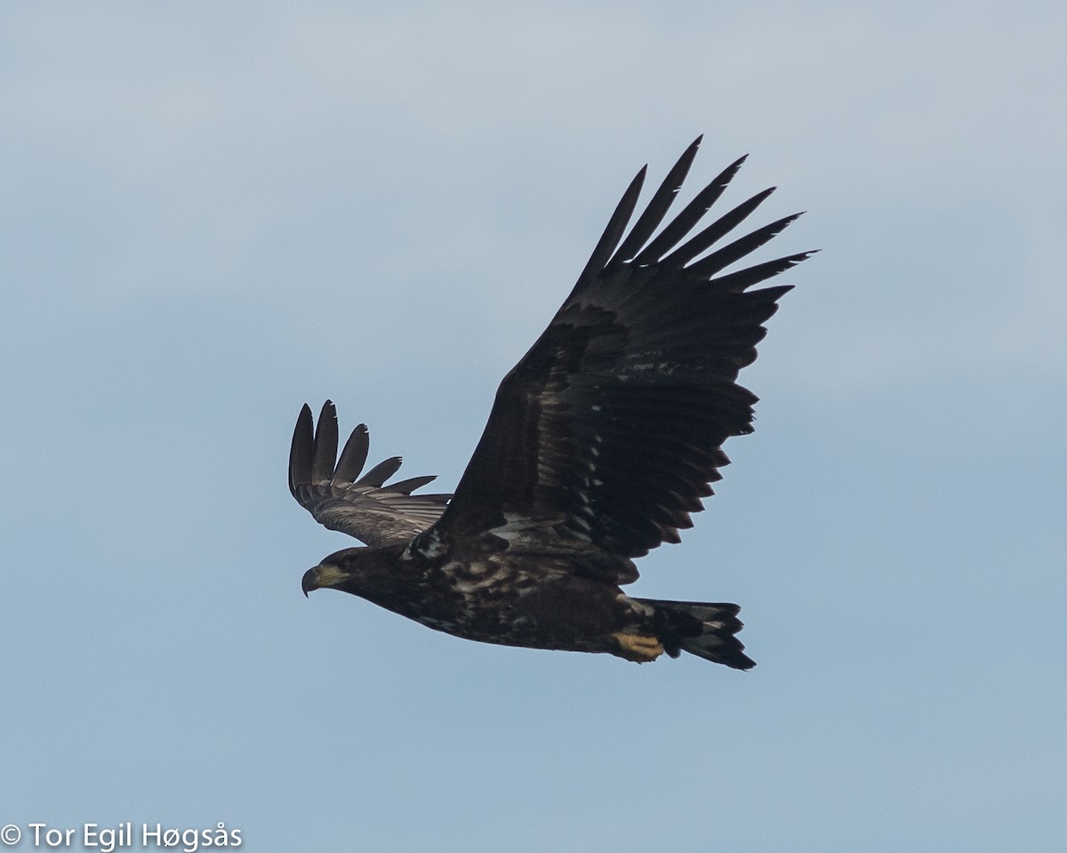 White-tailed Eagle - Tor Egil Høgsås