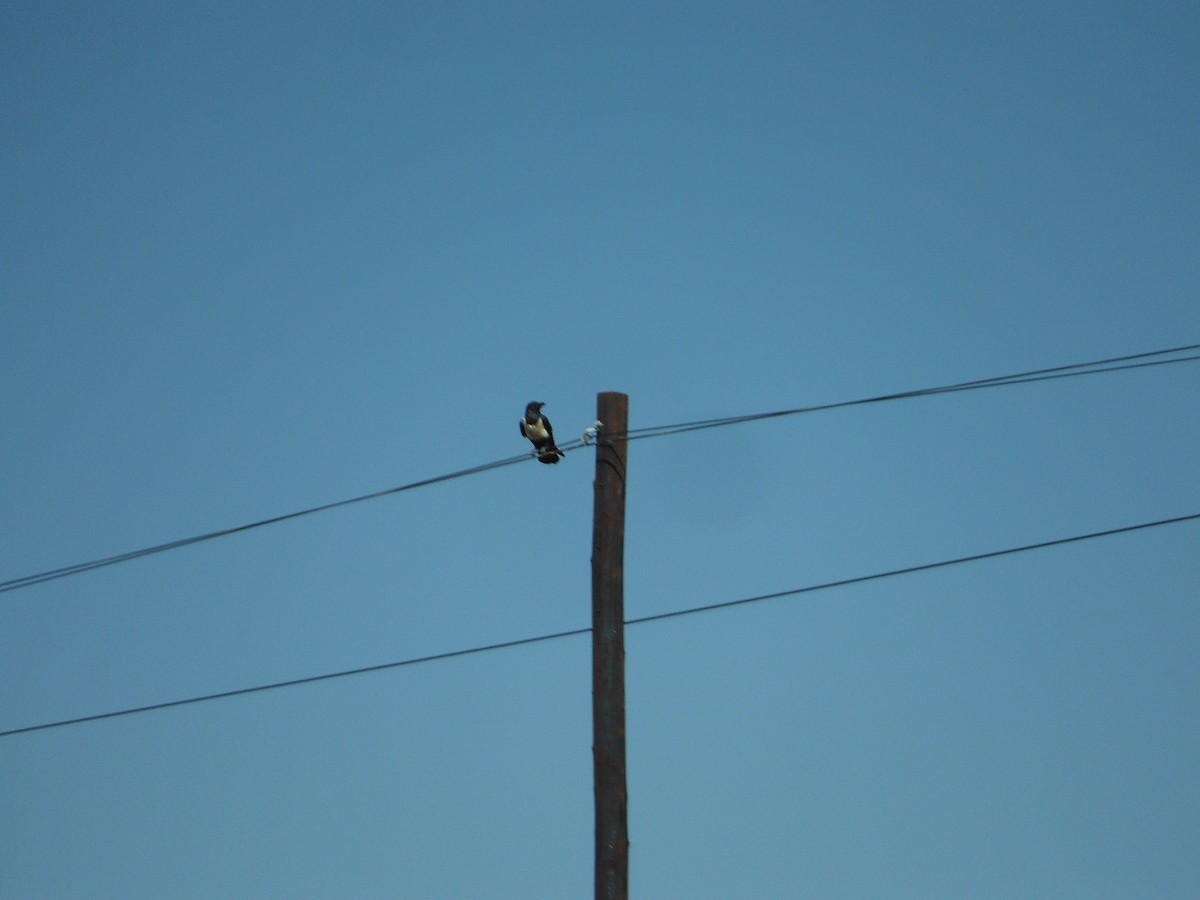 Pied Crow - ML265846161