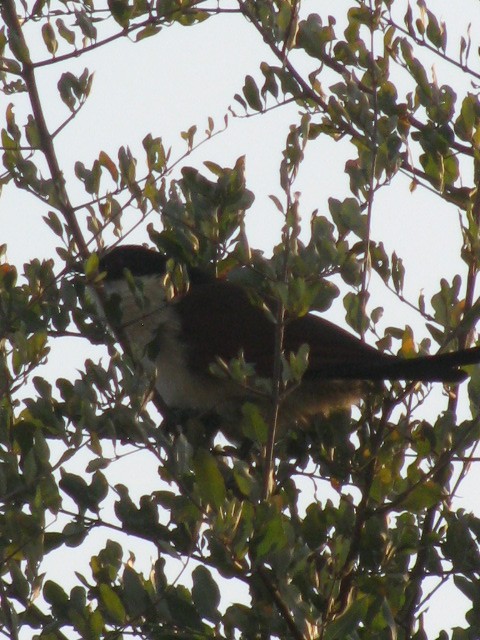 Coucal à sourcils blancs - ML265846361