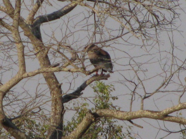 Águila Volatinera - ML265846421