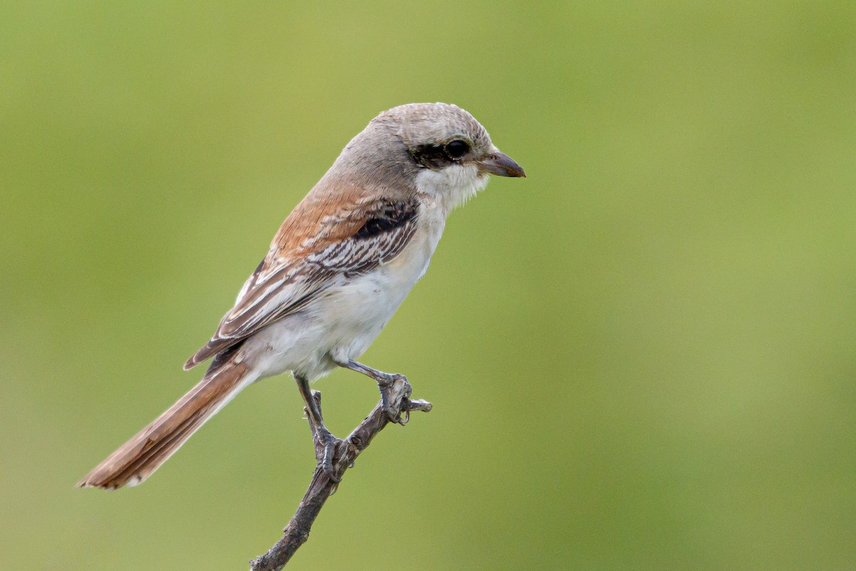 Bay-backed Shrike - ML265846691