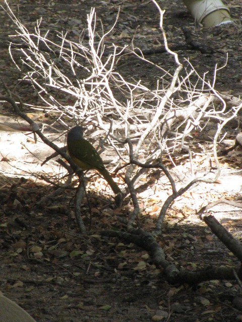 Gray-headed Bushshrike - ML265846821