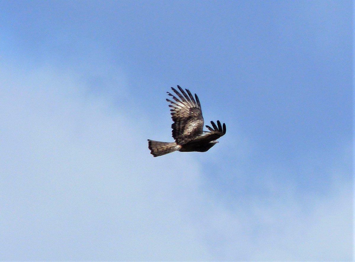 Square-tailed Kite - ML265850101