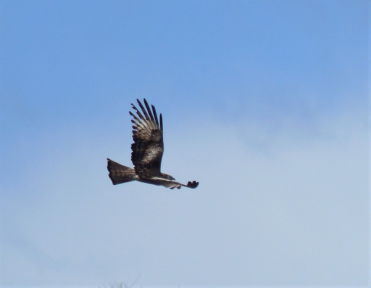 Square-tailed Kite - ML265850181