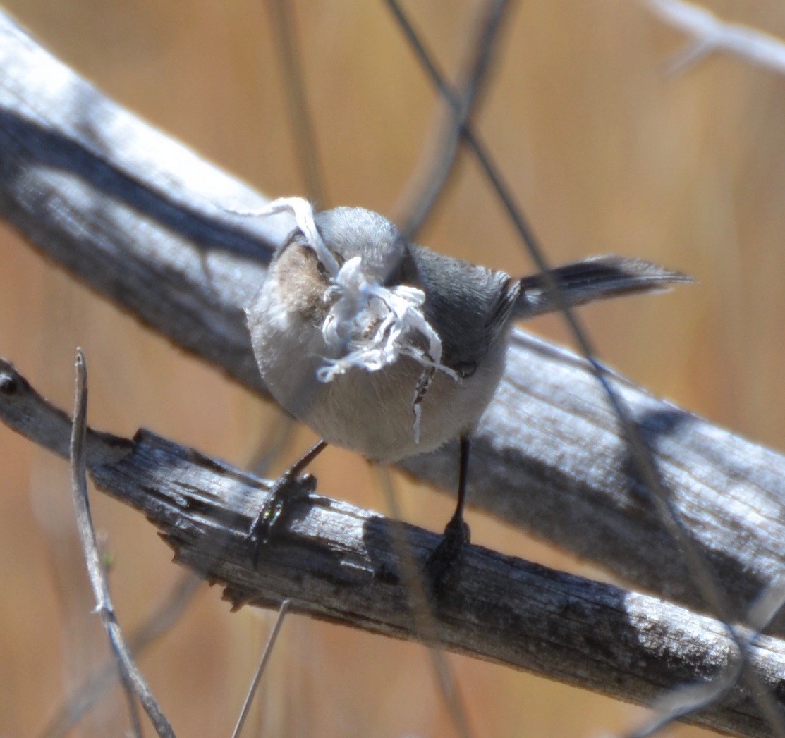 Bushtit - ML26585021