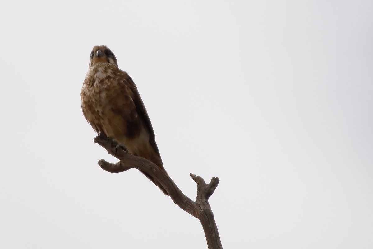 Brown Falcon - ML265850991