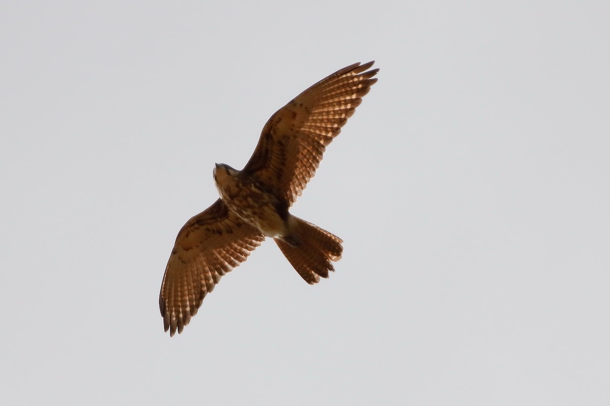 Brown Falcon - ML265851001