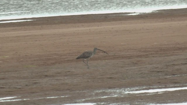 Far Eastern Curlew - ML265855451