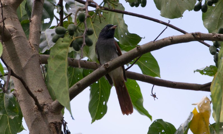 Amur Paradise-Flycatcher - ML265855701