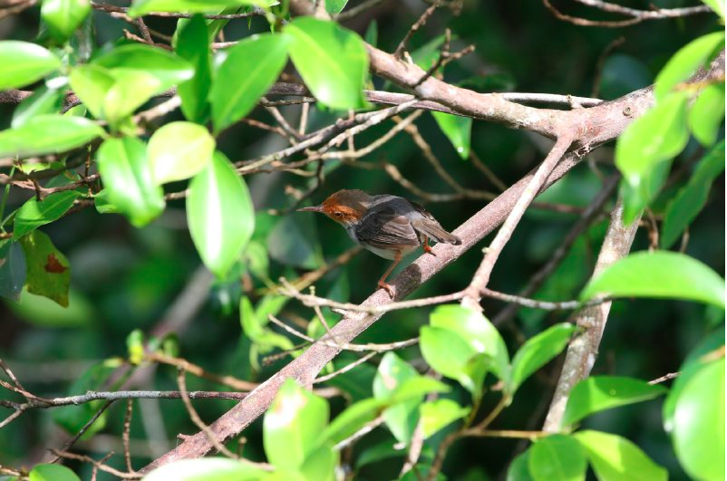 Ashy Tailorbird - ML265855751