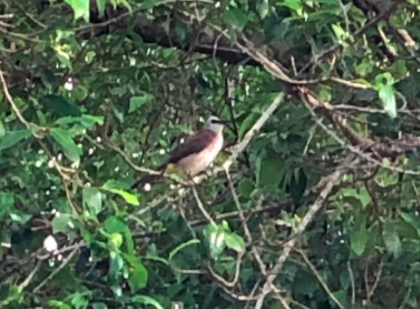 Yellow-vented Bulbul - ML265855821