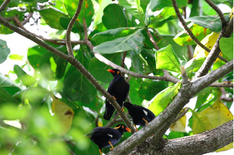 Common Hill Myna - ML265855831