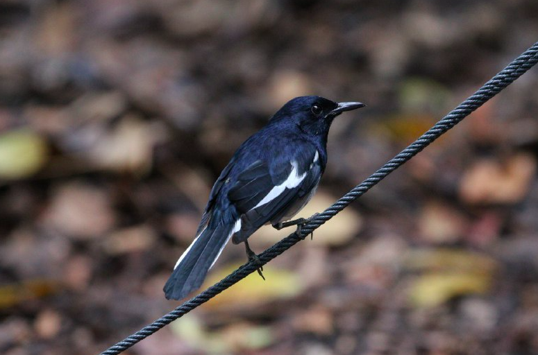 Oriental Magpie-Robin - ML265855841