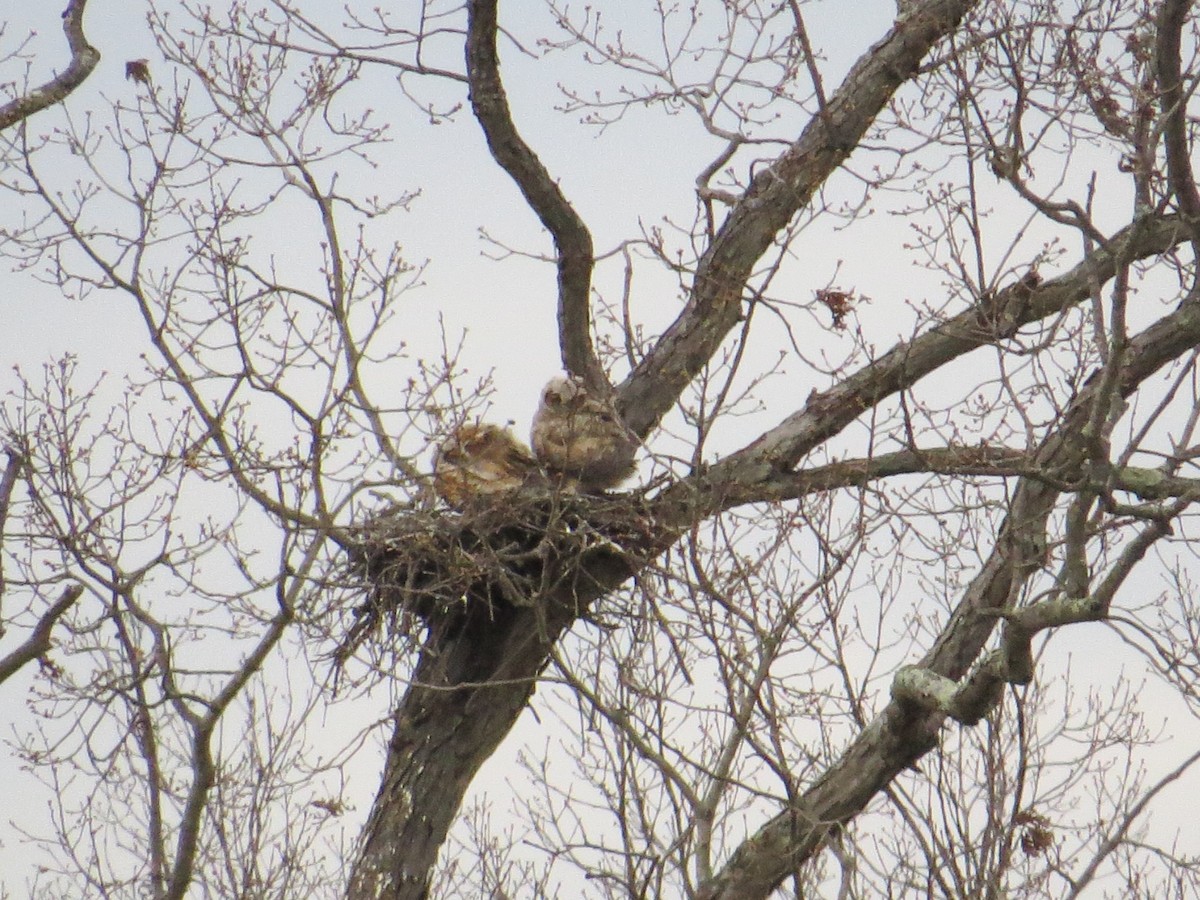 Great Horned Owl - ML26585671