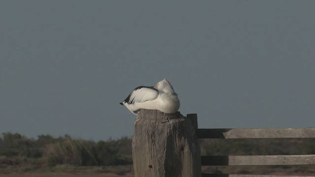 Australian Pelican - ML265856801