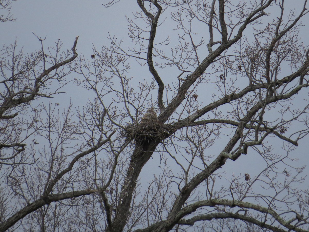 Great Horned Owl - ML26585701