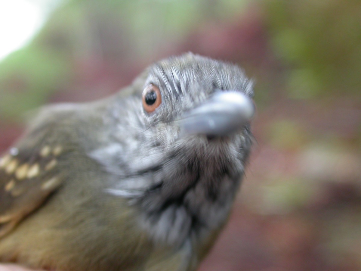 Checker-throated Stipplethroat - Jurgen Beckers