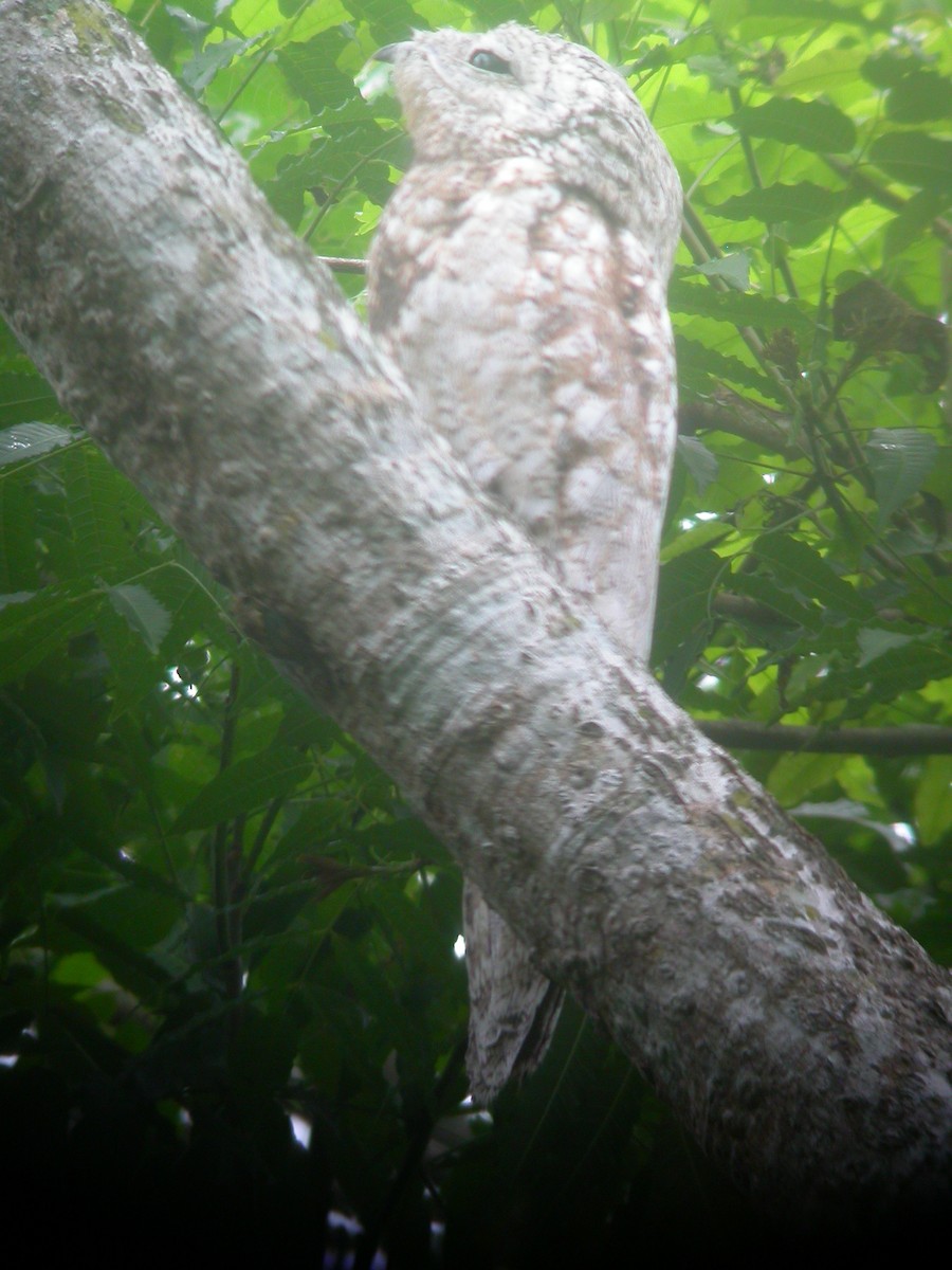 Great Potoo - ML265857441