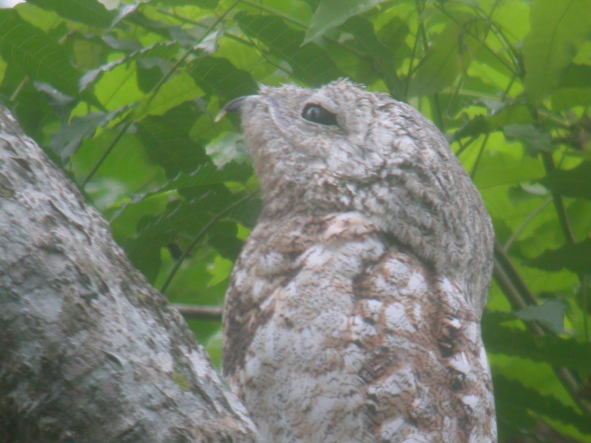 Great Potoo - ML265857451