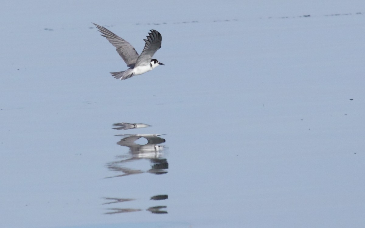 Black Tern - ML265857481