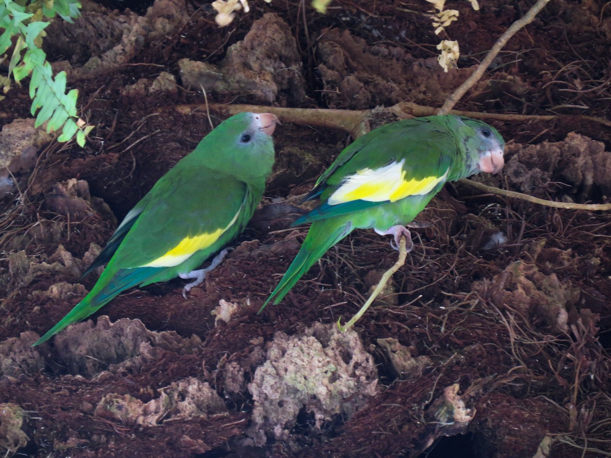 White-winged Parakeet - Scott Sneed