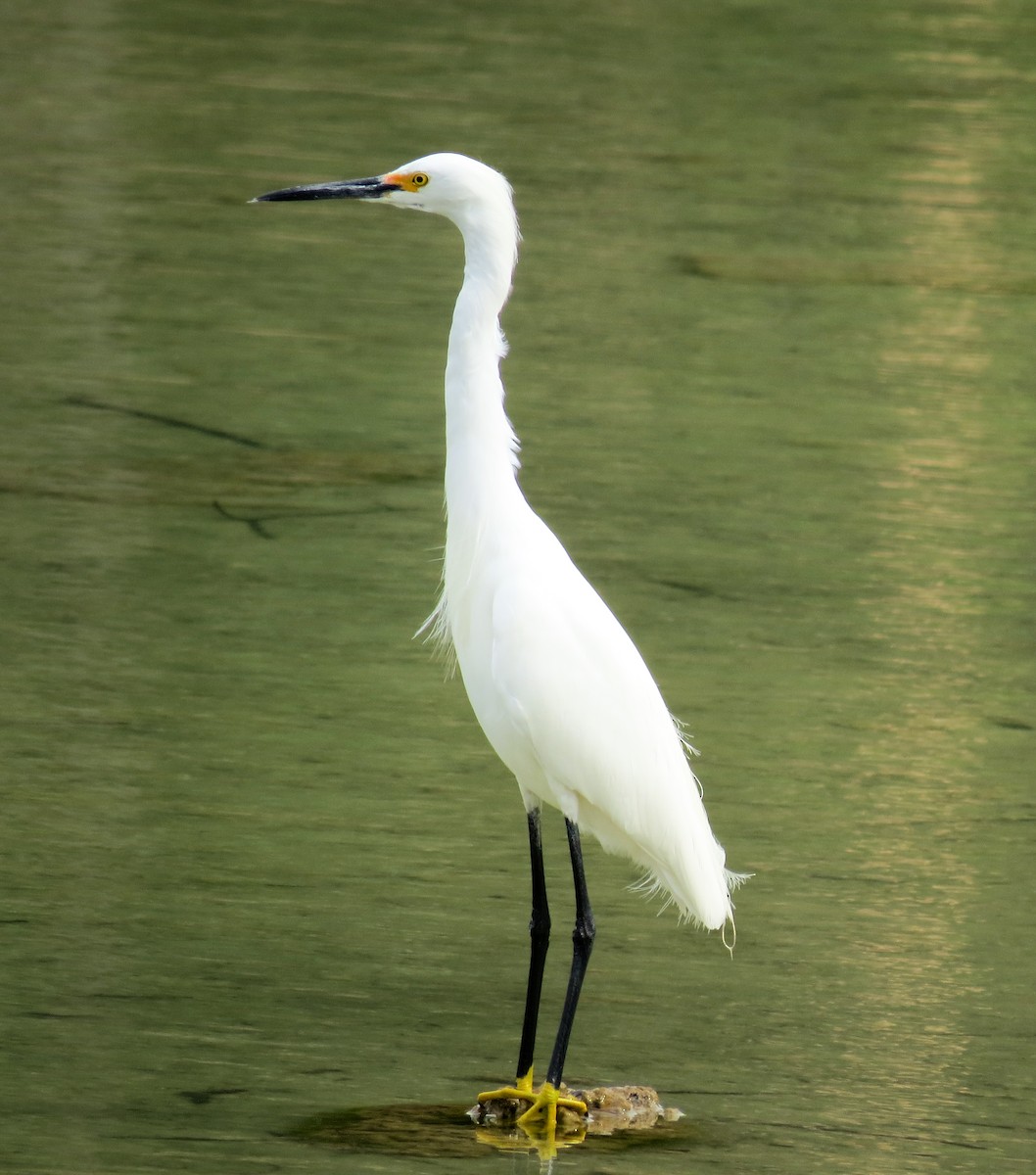 Snowy Egret - ML26585851