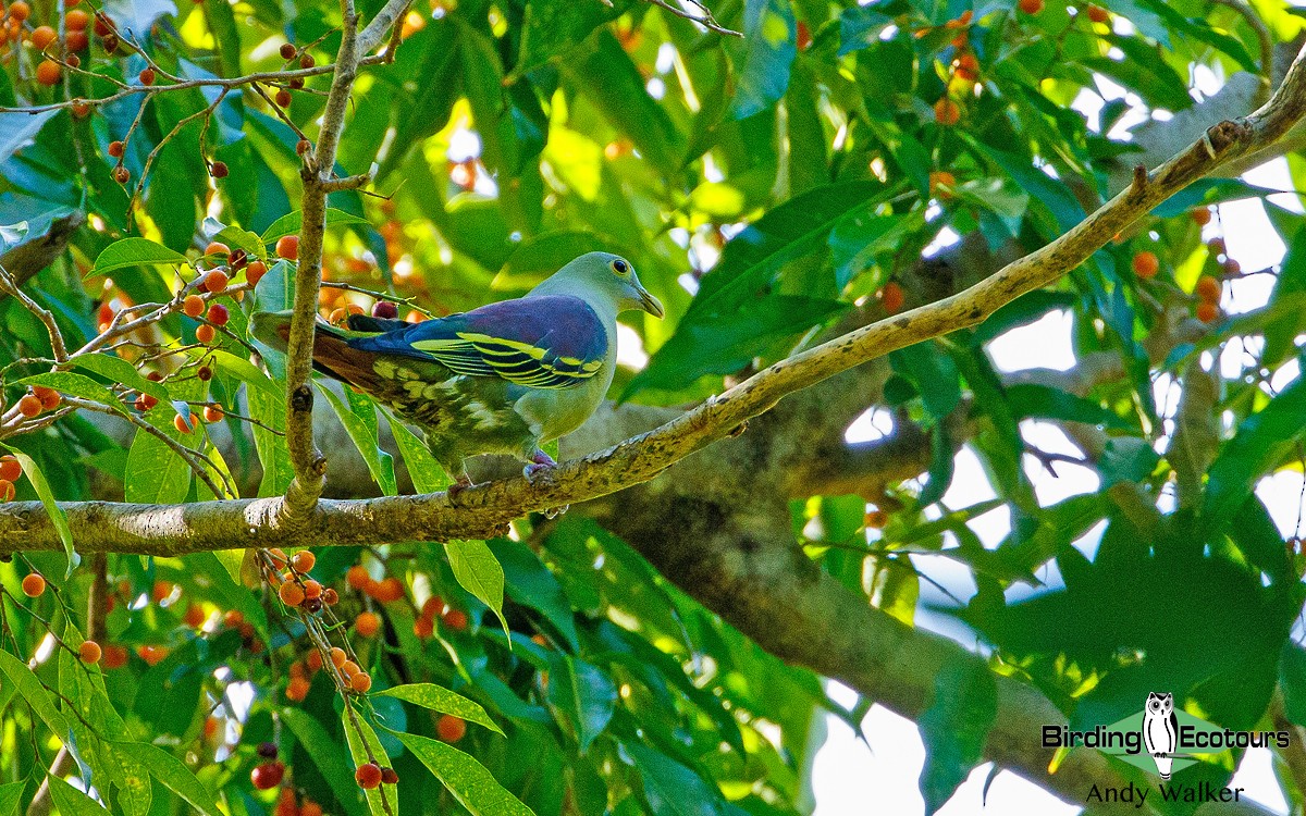 Gray-cheeked Green-Pigeon - ML265859211