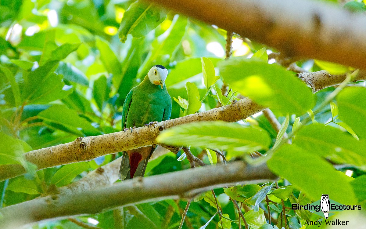 Black-naped Fruit-Dove - ML265859271