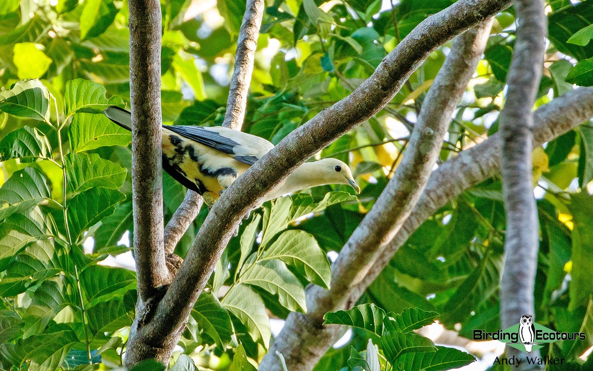 Silver-tipped Imperial-Pigeon - ML265859351