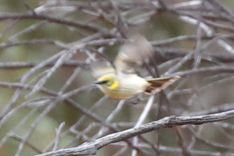 Gray-fronted Honeyeater - ML265859361