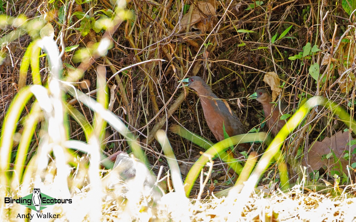 Isabelline Bush-hen - Andy Walker - Birding Ecotours