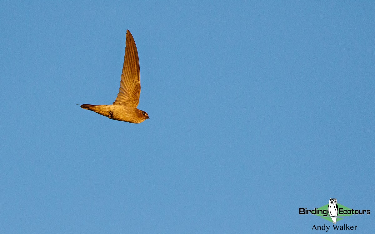 Uniform Swiftlet - Andy Walker - Birding Ecotours